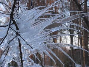 Iced tree by Giardeto team